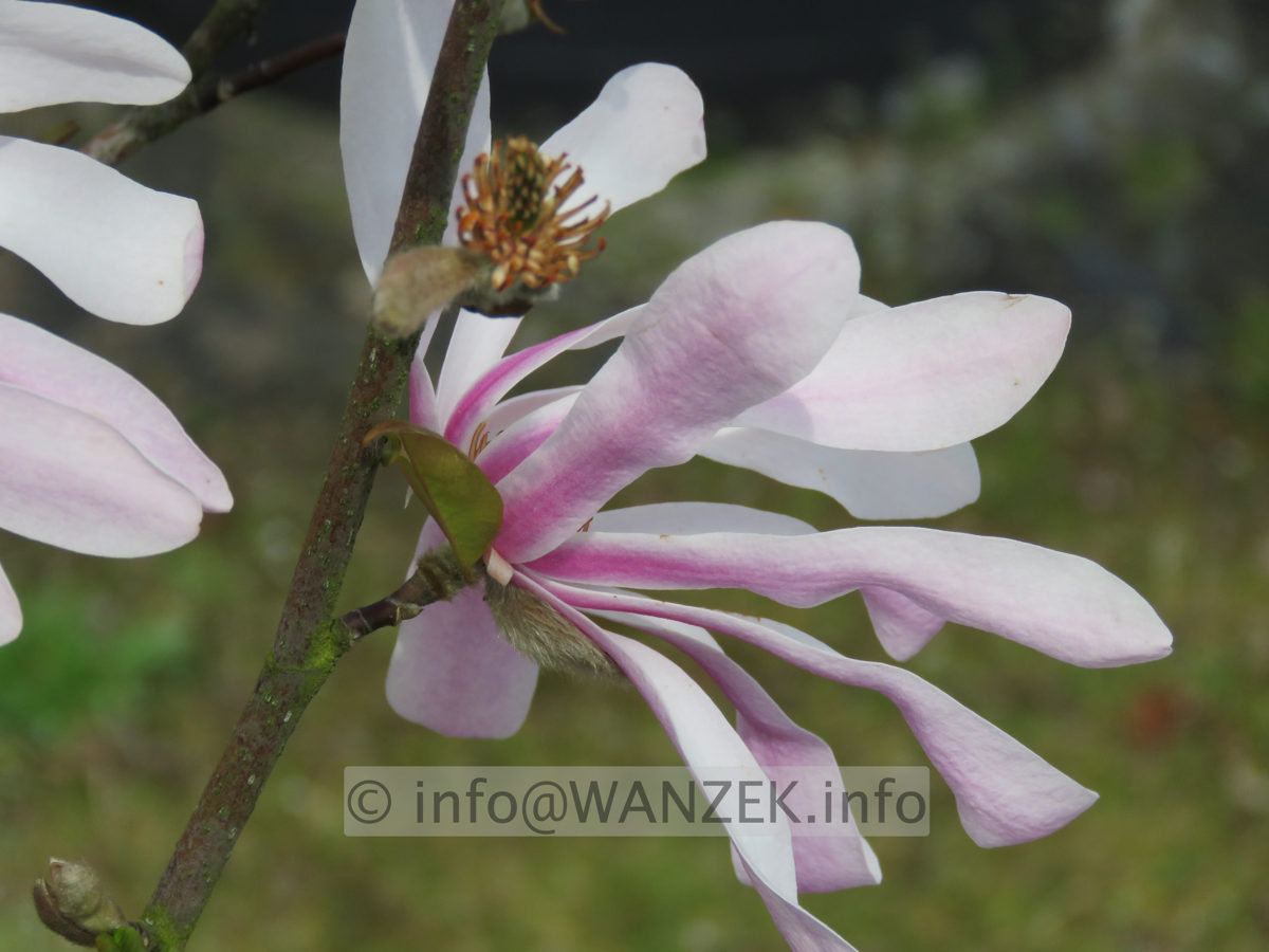 Magnolia stellata Rosea 001.JPG